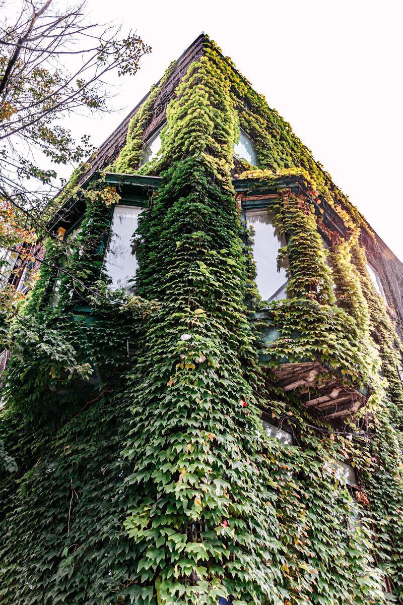 leafy building